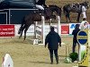 jumper Sortudo H (Hanoverian, 2010, from Satisfaction FRH)