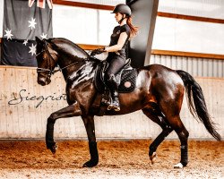 dressage horse Casanova (Westphalian, 2015, from Christ)