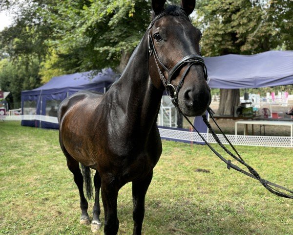 dressage horse Willi S (Hanoverian, 2008, from Walzertraum)