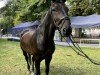 dressage horse Willi S (Hanoverian, 2008, from Walzertraum)