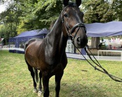 dressage horse Willi S (Hanoverian, 2008, from Walzertraum)