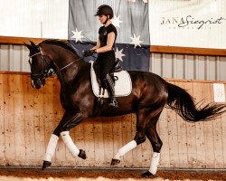 dressage horse Skywalker 95 (Hanoverian, 2015, from San Amour I)