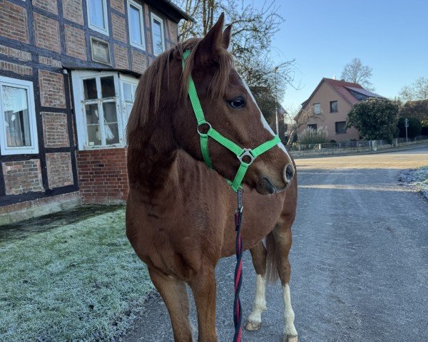 jumper Clear Nalu (German Riding Pony, 2021, from Champ de Luxe)