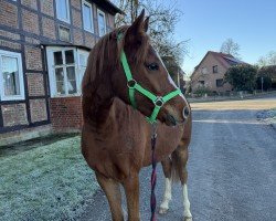 Springpferd Clear Nalu (Deutsches Reitpony, 2021, von Champ de Luxe)