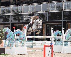 stallion Levisto Alpha Z (Zangersheide riding horse, 2009, from Leandro)