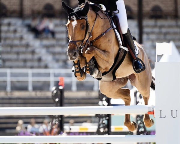 jumper Comme Picobello Z (Zangersheide riding horse, 2017, from Comme il Faut)