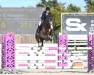 jumper Azorro v/d Pluishoek Z (Zangersheide riding horse, 2017, from Asca Z)