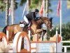 jumper Corbin (Oldenburg show jumper, 2011, from Centadel)