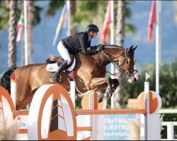 jumper Corbin (Oldenburg show jumper, 2011, from Centadel)