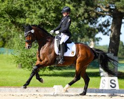 dressage horse Osterglanz (Bavarian, 2012, from Ostermond xx)