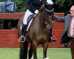 broodmare Seltene (Hanoverian, 2014, from Spörcken)