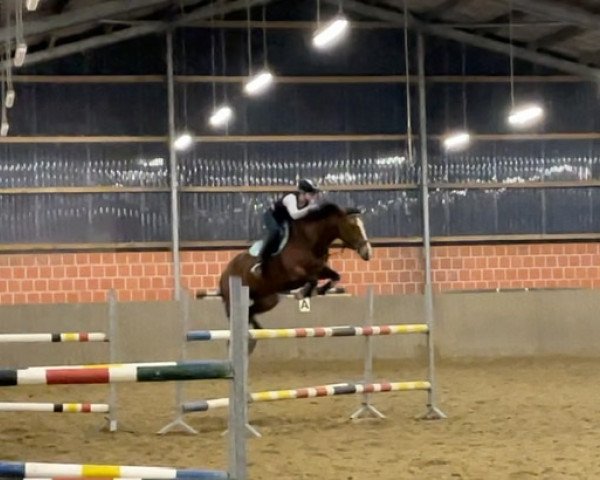 jumper Hope (Dutch Warmblood, 2012, from Pacific)