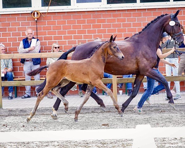 foal by Glams Grace G (Westphalian, 2024, from Glamdale WP NRW)