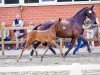 dressage horse Glams Grace G (Westphalian, 2024, from Glamdale WP NRW)