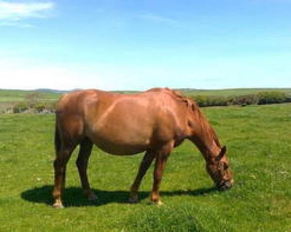 broodmare Jenna Mail (Selle Français, 1997, from Alligator Fontaine)