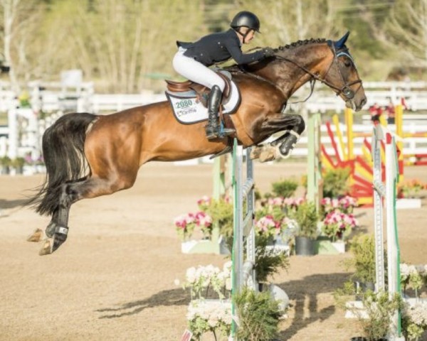 stallion Indoktro K van't Kattenheye (Belgian Warmblood, 2008, from Indoctro)