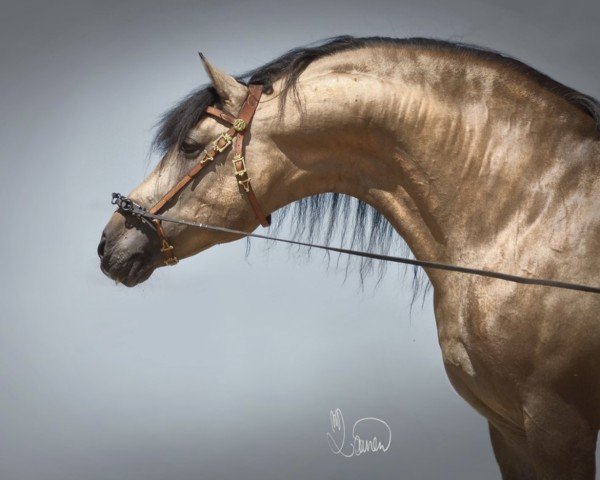 stallion Brujo PM (Pura Raza Espanola (PRE),  , from Pegaso IV)