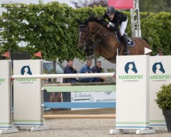 jumper Hector (Belgium Sporthorse, 2013, from Flamenco de Semilly)