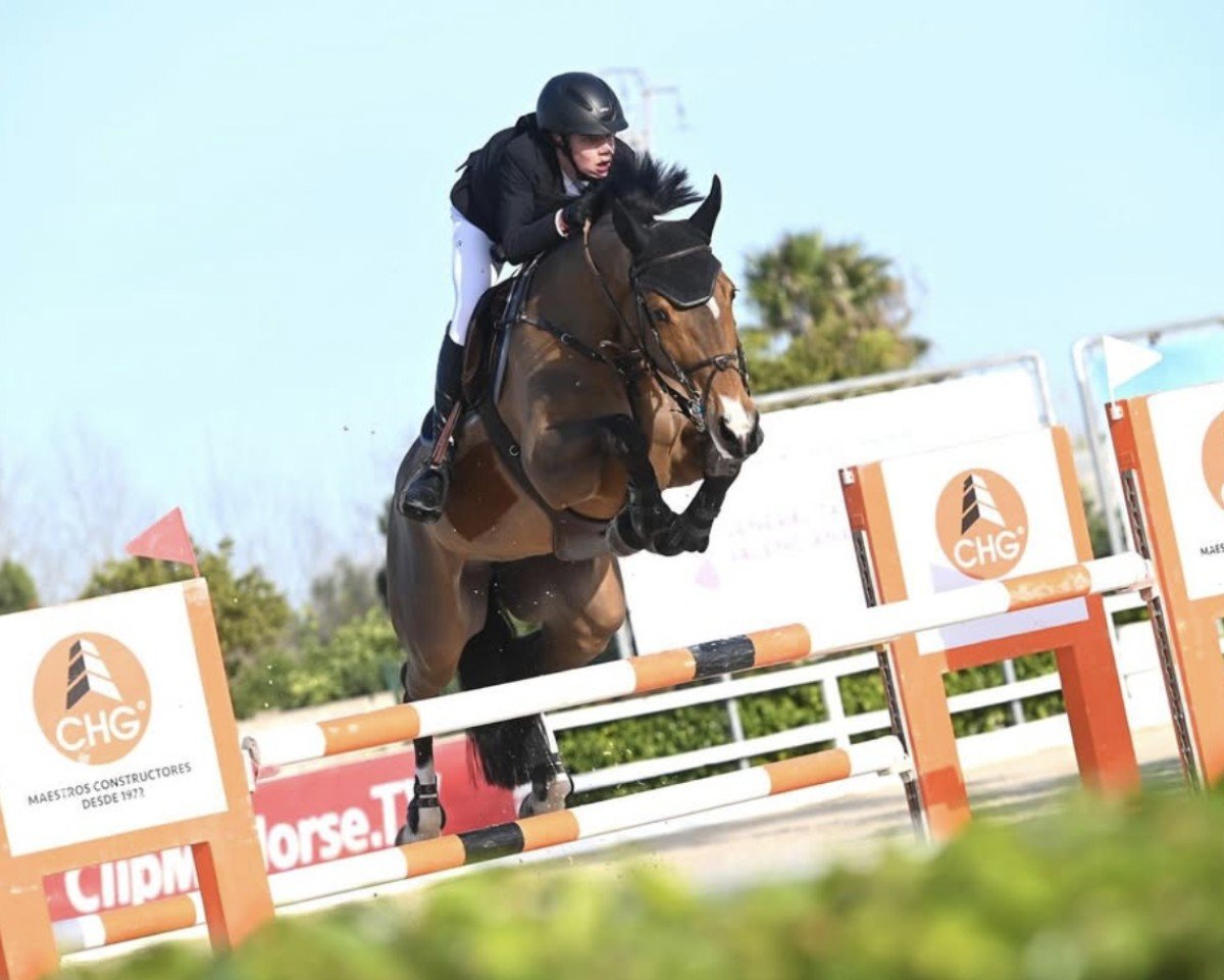 jumper Gaviotta Pommex Cdl (Zangersheide riding horse, 2016, from Gangster de Longchamps)