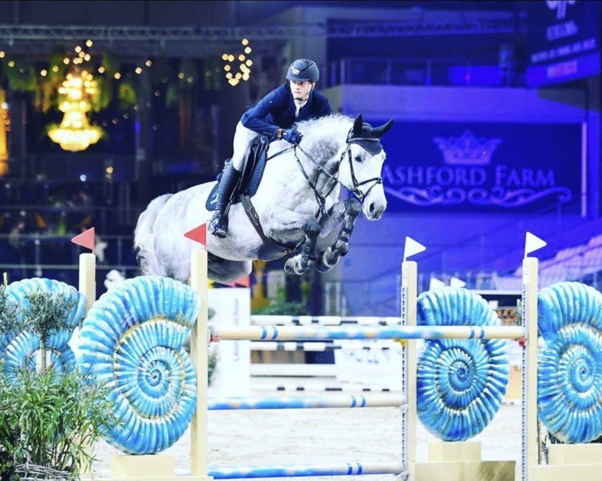 stallion Quistello Hw (Zangersheide riding horse, 2016, from Comme il Faut)