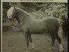 stallion Bengad Rannock (Welsh mountain pony (SEK.A), 1977, from Bengad Nepeta)