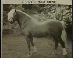 stallion Bengad Rannock (Welsh mountain pony (SEK.A), 1977, from Bengad Nepeta)