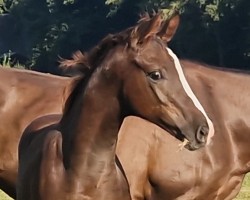 foal by Fermillion (Hanoverian, 2024, from For Romance I)