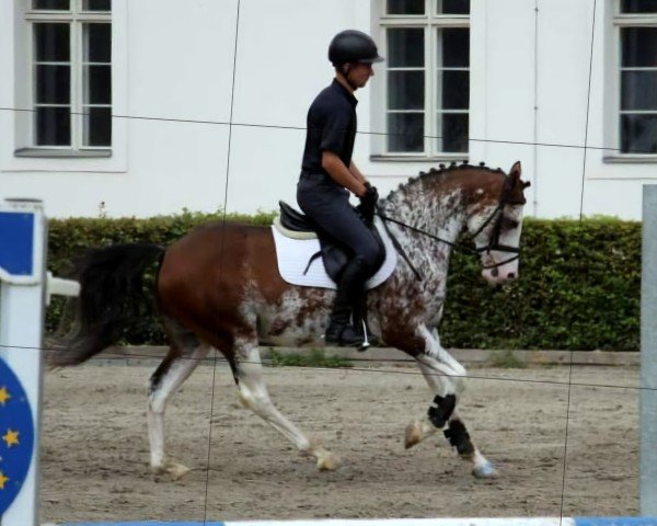 stallion Phantasio Spotty Dream (German Riding Pony, 2018, from Coelenhage's Purple Rain)