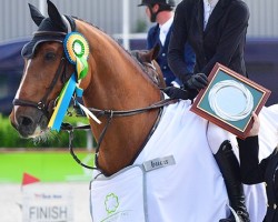 Springpferd Puickly van den Bisschop (Belgisches Warmblut, 2015, von Quickly de Kreisker)