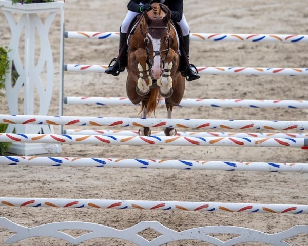 Deckhengst Nixon van 't Meulenhof (Belgisches Warmblut, 2013, von Denzel Vt Meulenhof)