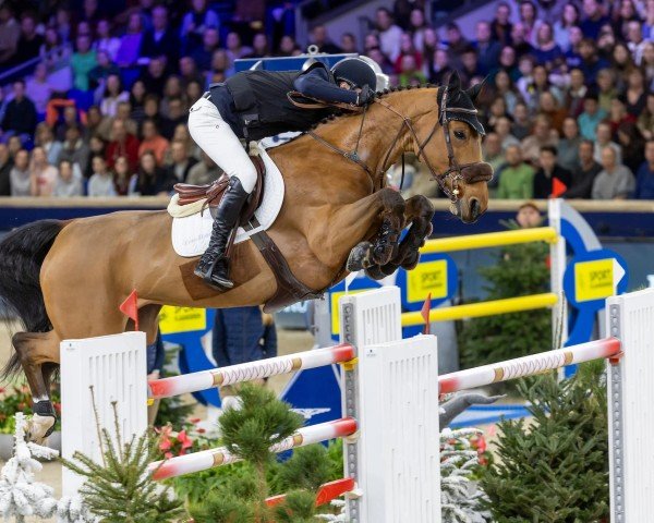 jumper Parise van den Dael (Belgian Warmblood, 2015, from Zazu)