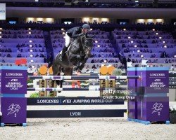 jumper Luciano van het Geinsteinde (Zangersheide riding horse, 2011, from Quinn van de Heffinck)