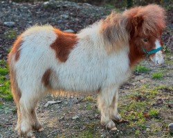 Fohlen von Ornade My Dear (Shetland Pony, 2024, von Meerhusens Valentin)