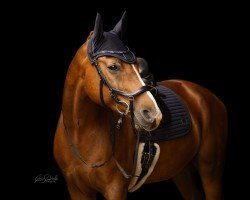 dressage horse Faveur Royale (Westphalian, 2007, from Fleury)