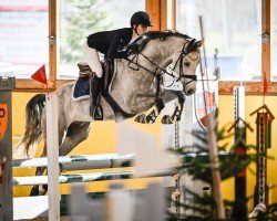 jumper Chacolido Von Worrenberg CH (Swiss Warmblood, 2019, from Chacco Chacco)