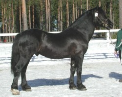 stallion Derwen Time Keeper 1 WD (Welsh-Cob (Sek. D), 1988, from Derwen Replica)