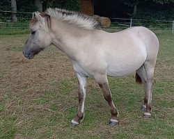 horse Moris (Fjord Horse, 2020, from Marlon)