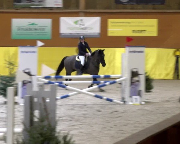 Reitturnier Dielsdorf 2025