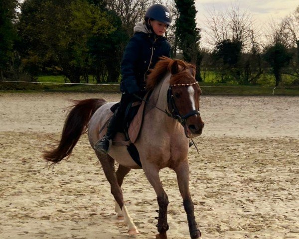 jumper Calimero 666 (German Riding Pony, 2006, from Calypso)