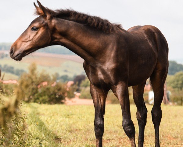 Dressurpferd Volltreffer (Hannoveraner, 2021, von Vaderland OLD)