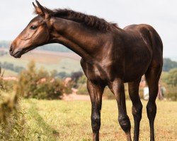 dressage horse Volltreffer (Hanoverian, 2021, from Vaderland OLD)