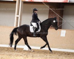 dressage horse Donaldson 11 (Hanoverian, 2011, from Destano)