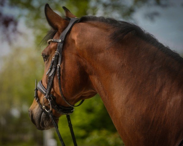 dressage horse So wie Keiner (Westphalian, 2013, from Sir Fidergold)