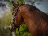 dressage horse So wie Keiner (Westphalian, 2013, from Sir Fidergold)