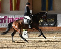 dressage horse Shining Diamond (Oldenburg, 2018, from Sensation)