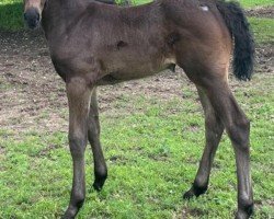 foal by Semily (Holsteiner, 2024, from Duplexx)