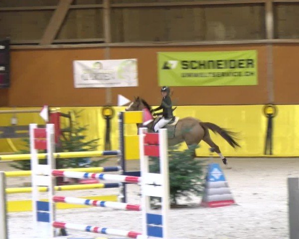 Reitturnier Dielsdorf 2025