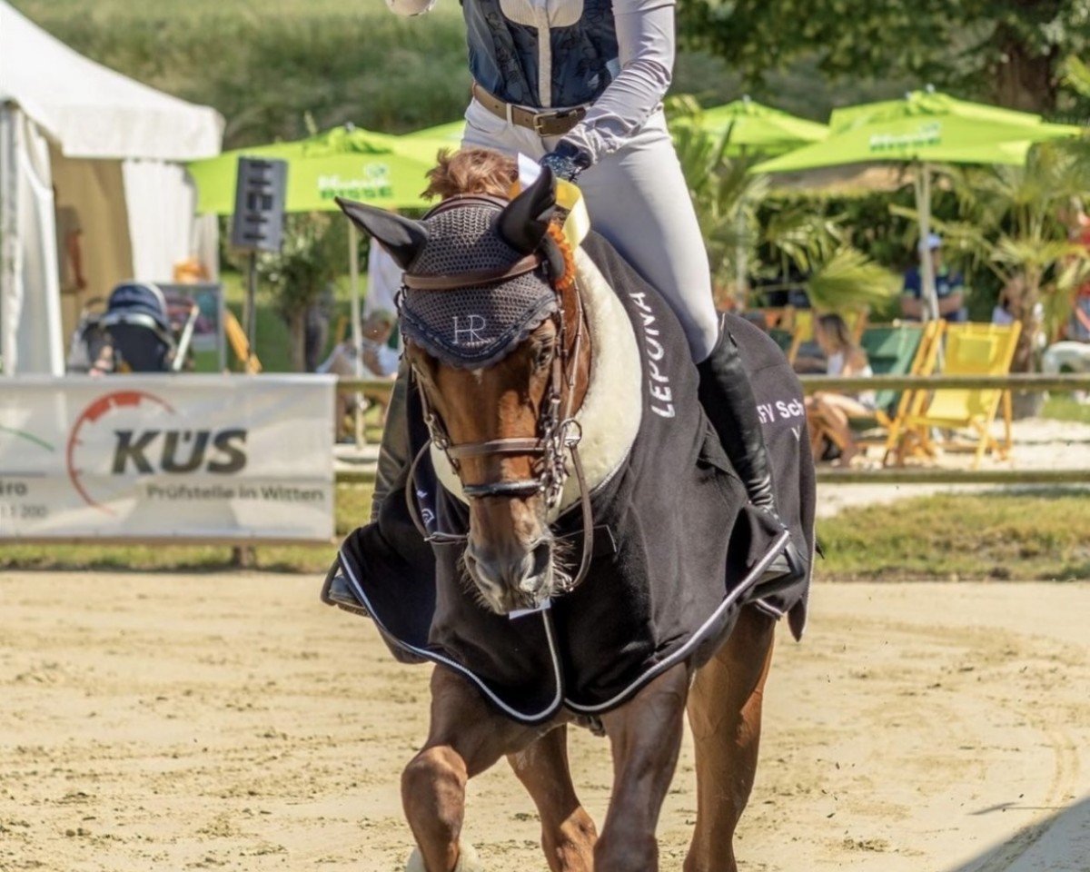 Springpferd DSP Feine (Deutsches Sportpferd, 2015, von Santo Domingo)