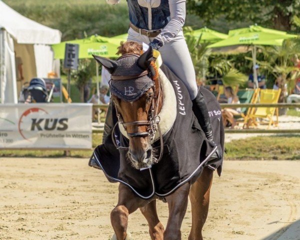 jumper DSP Feine (German Sport Horse, 2015, from Santo Domingo)