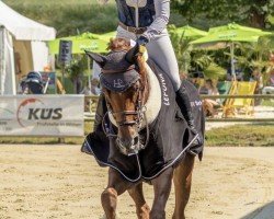 jumper DSP Feine (German Sport Horse, 2015, from Santo Domingo)